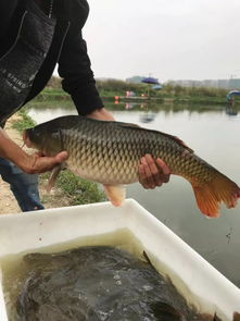 钓鱼用的风水水池,钓鱼池一般放什么鱼