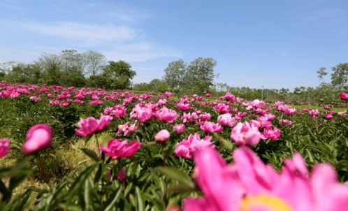 ① 花路全貌：到底是哪些地方？
