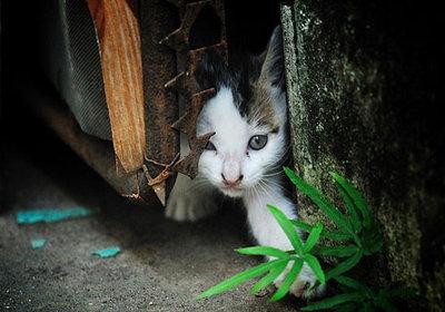 听见猫叫是预示着什么好事发生吗？别傻了！