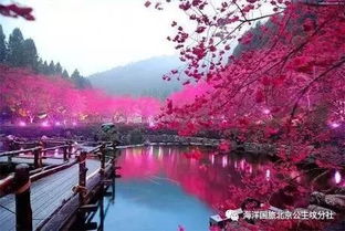 樱花季：邂逅浪漫的最佳时机