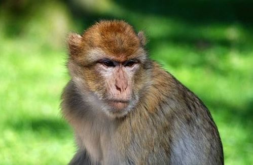 92年属猴女性与属马男性婚姻是否和谐幸福？