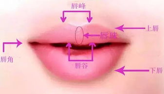 一、 唇珠的生理结构与外观