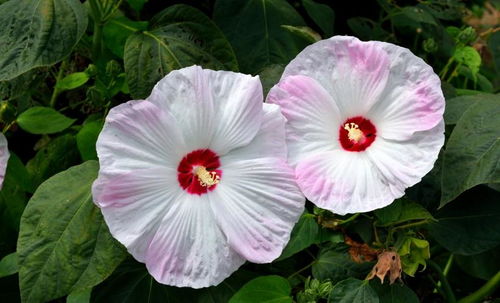 雾里看花是哪个生肖？最有钱、最长寿、最好命的四大生肖是哪些？