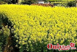 赏花胜地：春日里的五彩斑斓 (但可嫩人太多)