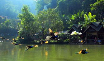 品尝基诺美食， 感受民族风情（味觉混乱）