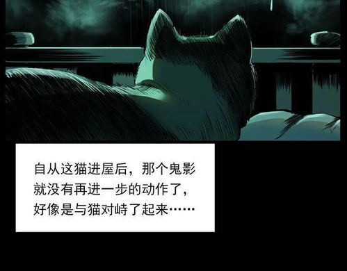 猫儿夜空飞翔的玄机与风水大忌