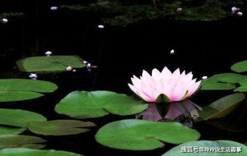 泽：滋润人心的一滴露珠