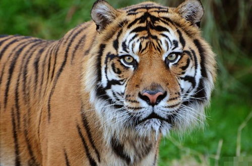 双：2026年4月15日生肖运势：龙腾虎跃，今日运势如何？