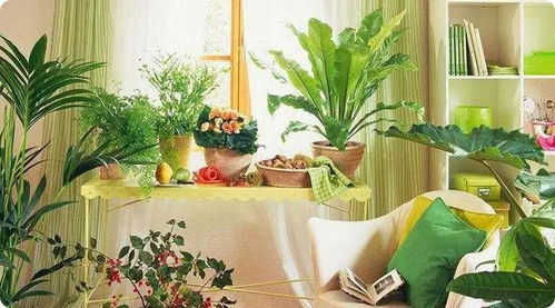 仙人掌：夜间氧吧，  促进睡眠