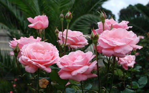 家里摆放月季花对风水有影响吗？
