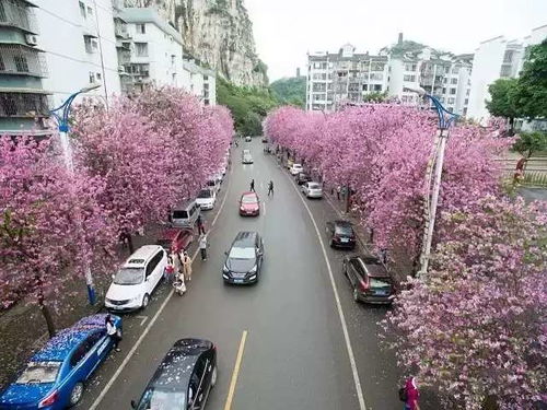2、 花海乱入——油菜花、桃花、樱花全都塞进同一个镜头