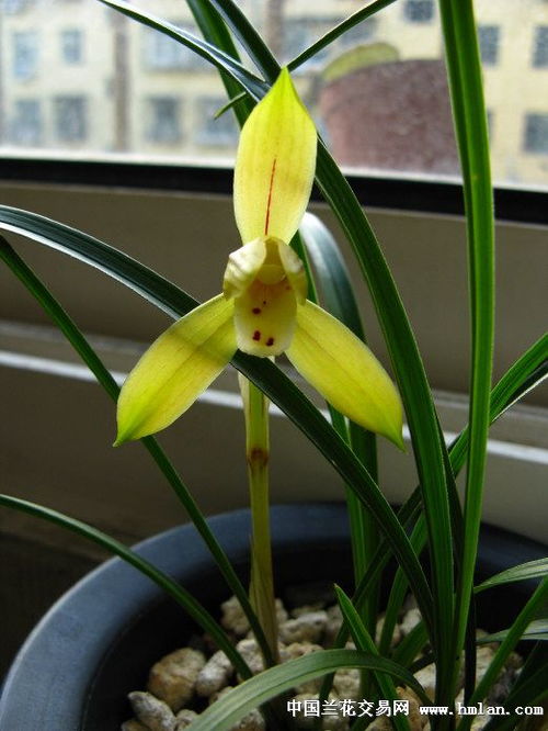 咋办呢？先说说年份吧…乙巳年是个啥情况？