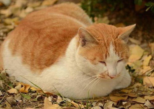 猫和鸡的故事，究竟揭示了怎样的生活哲理，让人深思不以？