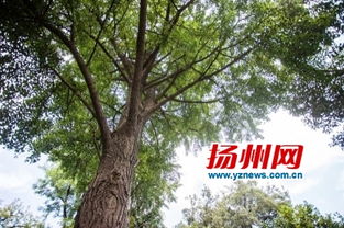 走进扬州， 探寻古树秘密