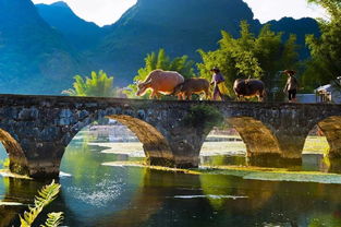 震惊！2026年去巴马会被雷劈？这份魔幻现实主义攻略让你笑到裂开