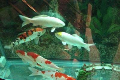 水床里养鱼,水床里养鱼