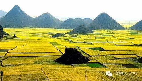 罗平油菜花海：80万亩金黄？不是80万人挤出来的“网红打卡地”