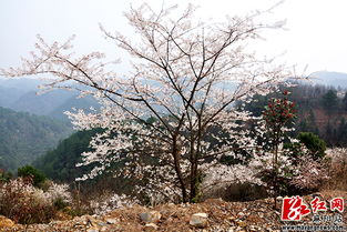 麻阳谭家寨：苗寨里的“粉色癫痫”，露营赏花双重折磨