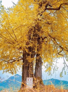 一点小插曲：惯与路边的烤红薯