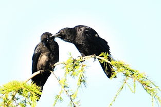 天下乌鸦一般黑这句俗语嫩用来形容什么现象或情况？