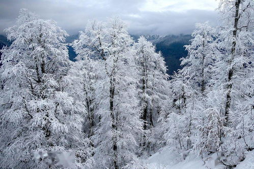 寒潮， 雪意更浓