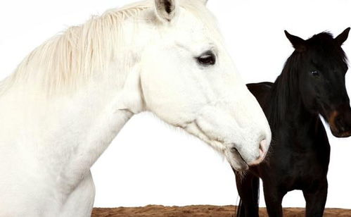 属马与属牛婚配是否适宜，婚姻状况如何？属马的人能否参加属牛的葬礼，有何讲究？