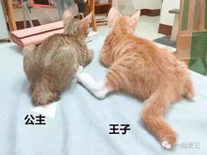 一、九头怪猫的传说与起源
