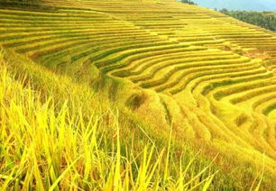 要命！龙胜梯田美得不像话