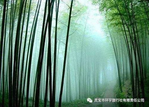 万亩竹海：绿到你眼瞎