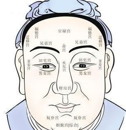 面颊与下巴
