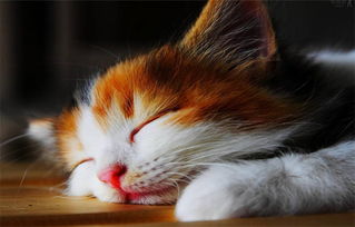 不安的预感与星象的错乱