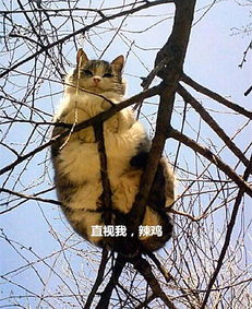 猫叫声的奥秘：一场无声的喧嚣
