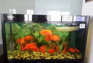 家中养鱼的风水禁忌,家中养鱼6大风水