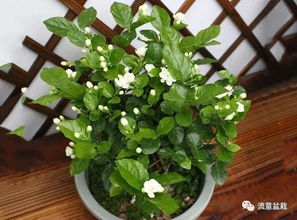 非洲茉莉：香气袭人，处女座的福音