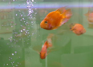 鱼缸的形状：方方正正还是圆溜溜的？