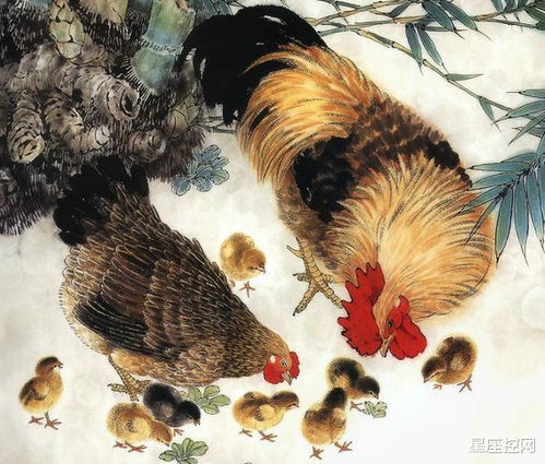 生肖鸡最忌讳什么物品或行为？