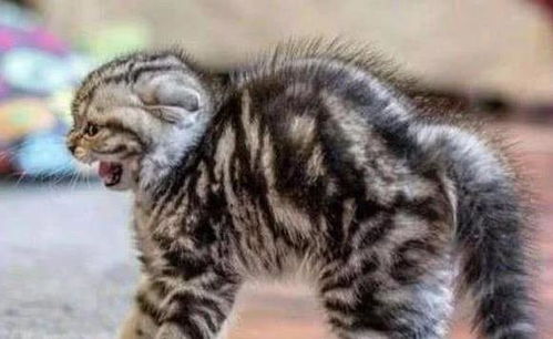 陌生猫主动靠近你意味,陌生猫主动靠近你意味