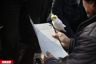 灵鸟叼签解密方法靠谱吗？真的可信吗？揭秘其真实效果和可信度。