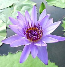 家养睡莲风水吉利吗？对家居环境有好处吗？