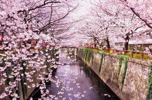 崭新宿御苑——日式庭园与西式风格并存之美景