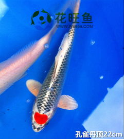 锦鲤眼睛突出是怎么回事,锦鲤眼睛突出是怎么回事