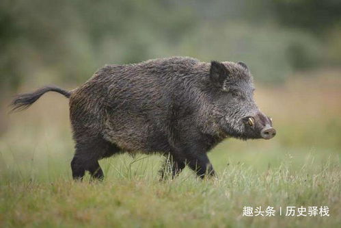 女人梦见野猪闯入家中难以驱逐，这预示着什么不祥之事？