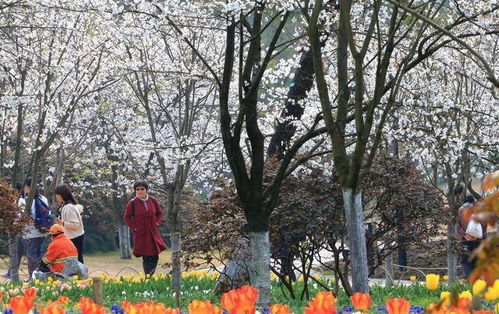 春日里的锡惠公园：一场惯与赏花、 赏景与亲子游的深度乱炖