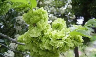 2026年天气预警：种榆钱树要注意气候