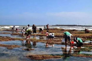 三、黄金湾国家地区级湿地公园：生态保障沉重地（但也能玩）