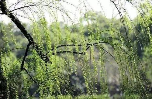噪音示例：为哪些叫“榕树”？——一段无厘头的话题