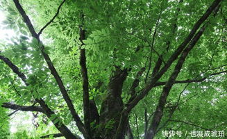 贵州农村风水树木,贵州树种
