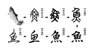 杉字的文化底蕴背景