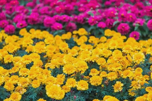 ③秋季（9~11月）——“菊黄遍地”缓慢缓慢变老