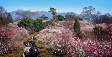 原来梅花山也曾是